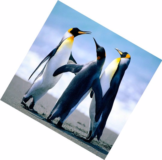 Umbraco Imagegen Rotating