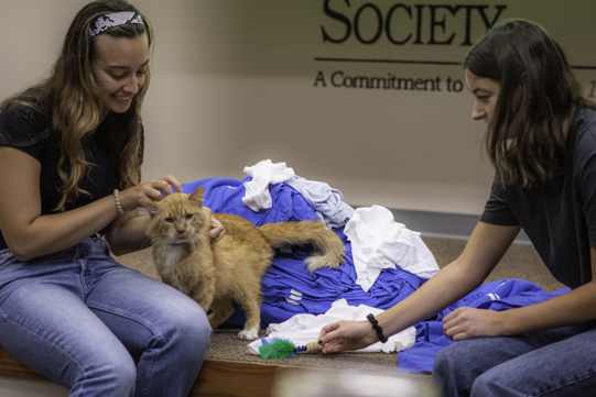 Two volunteers play with Sherbert the cat.