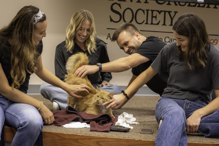 Group of employees petting a cat